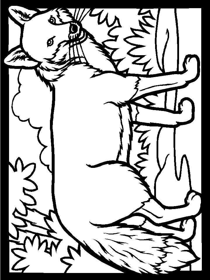 Color Fox Animals Coloring Pages