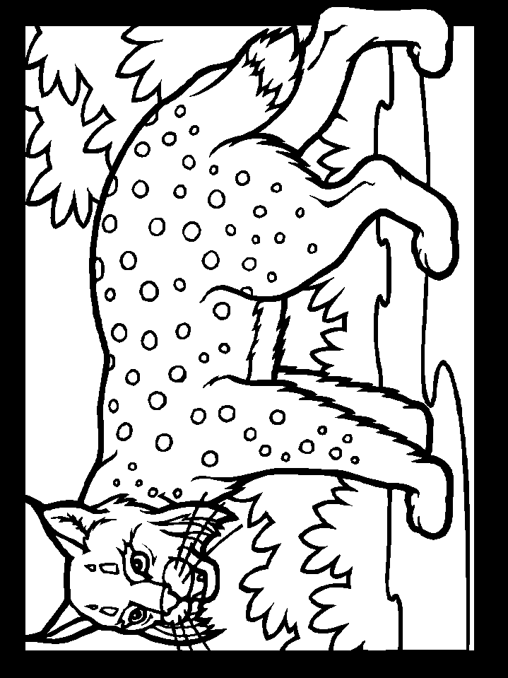 Color Lynx Animals Coloring Pages
