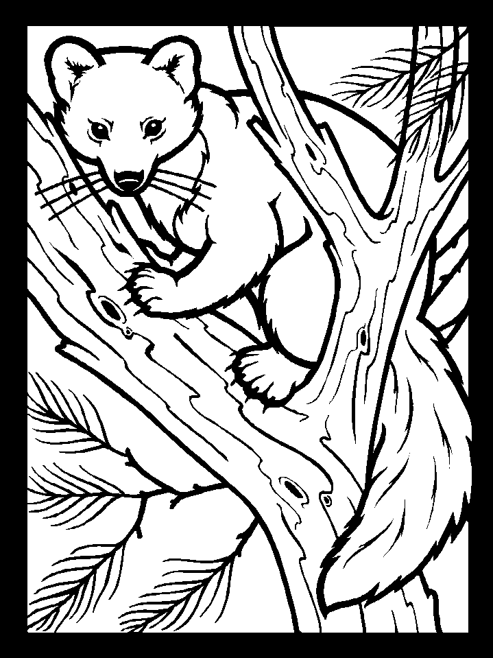 Color Pinemartin Animals Coloring Pages