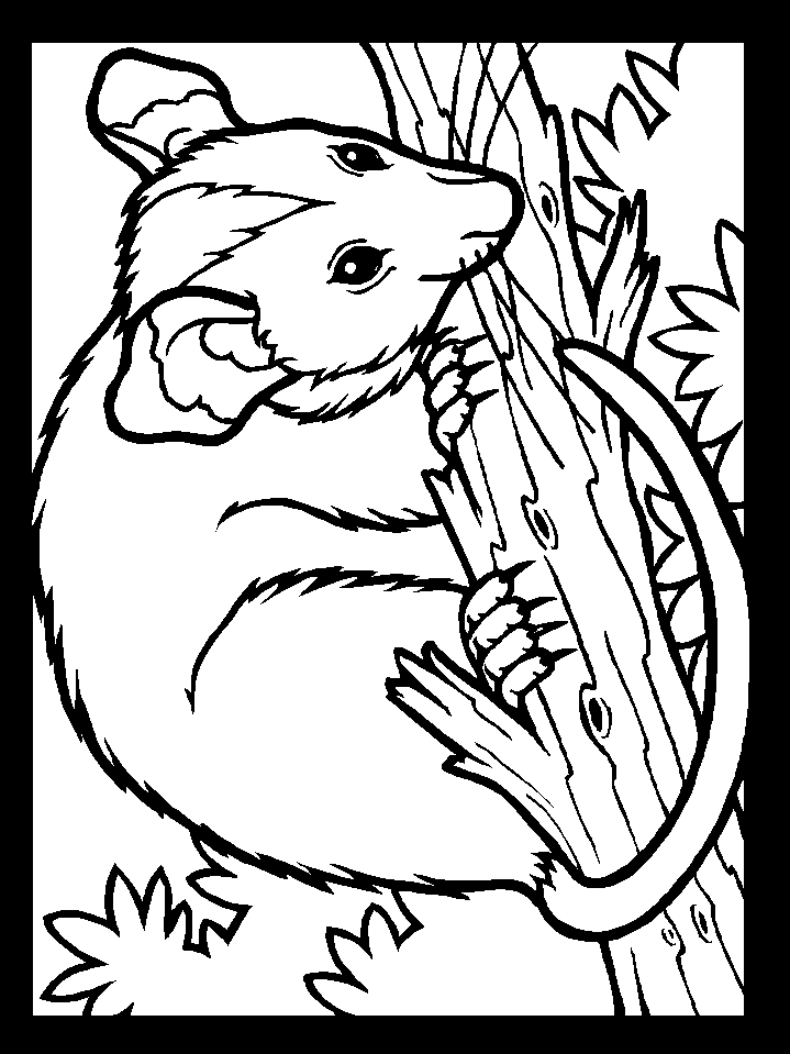 Color Possum Animals Coloring Pages