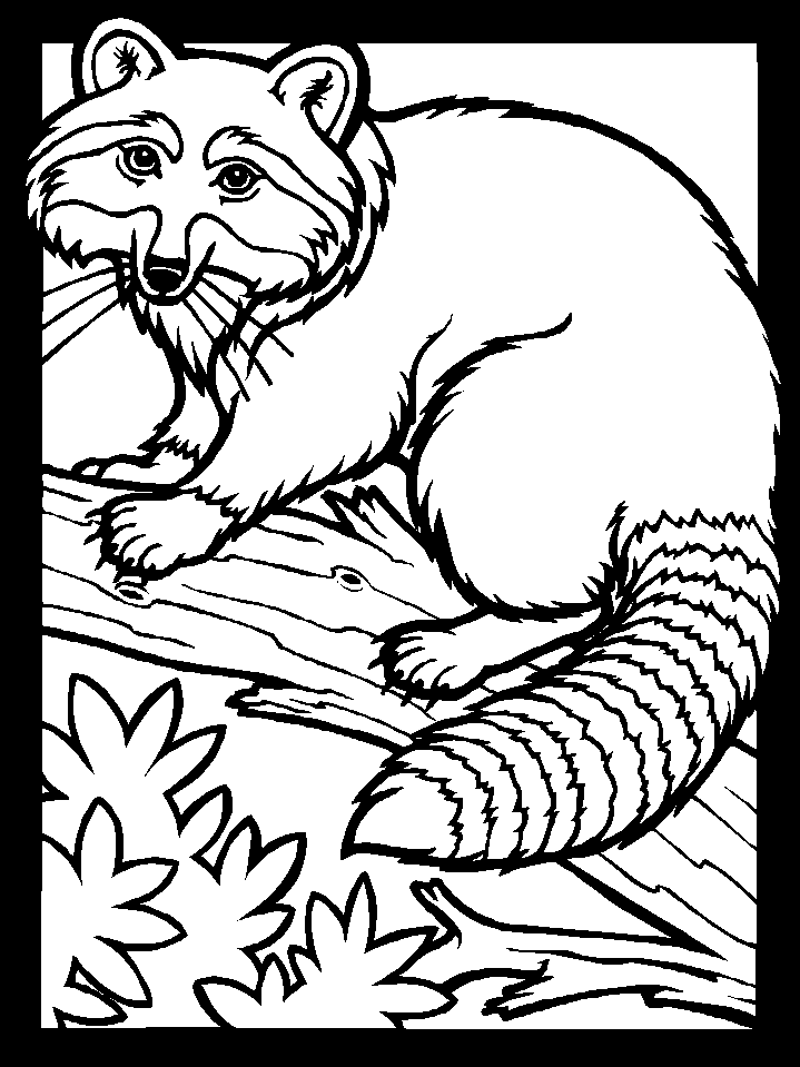 Color Racoon Animals Coloring Pages