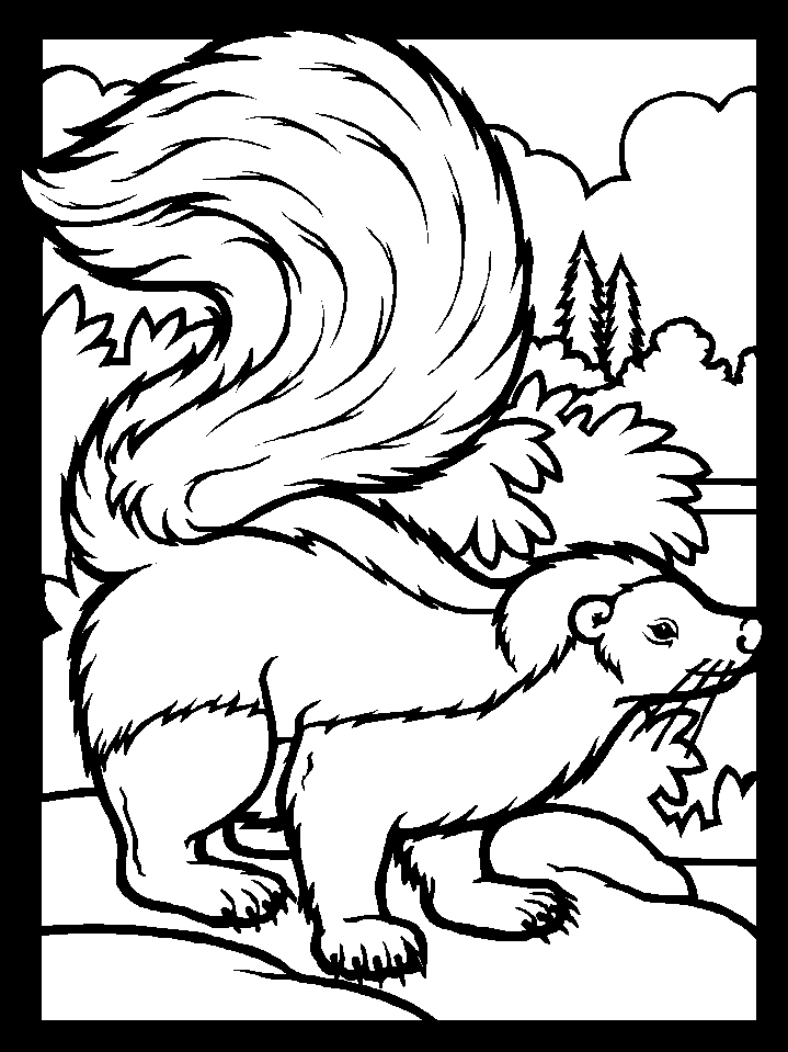 Color Skunk Animals Coloring Pages