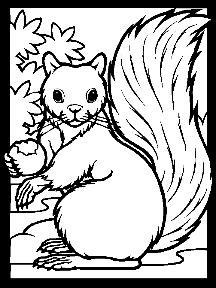 Color Squirrel Animals Coloring Pages