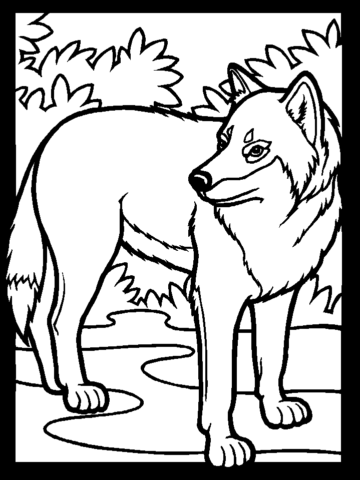 Color Wolf Animals Coloring Pages