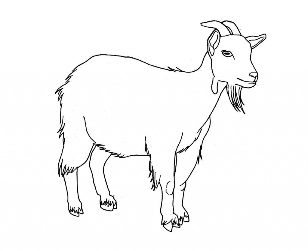 Coloring Page Goat