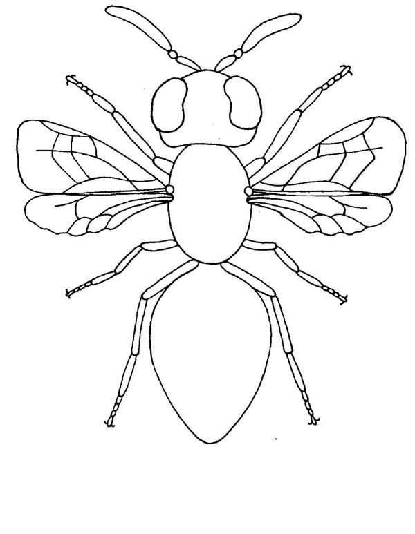 Coloring Page Insect