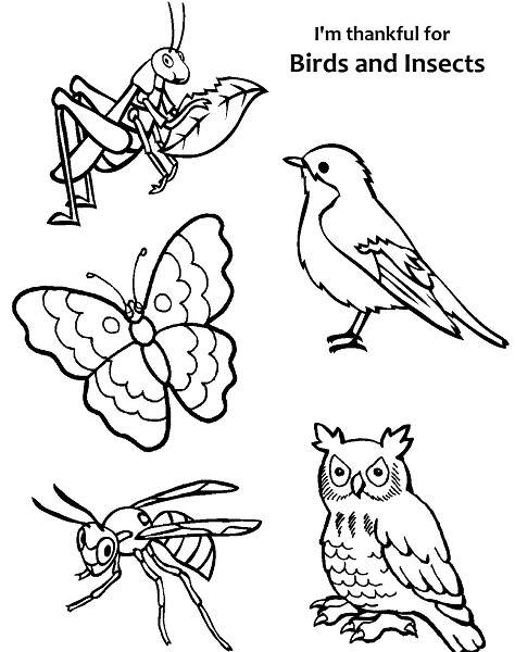Coloring Page of Birds and Insects