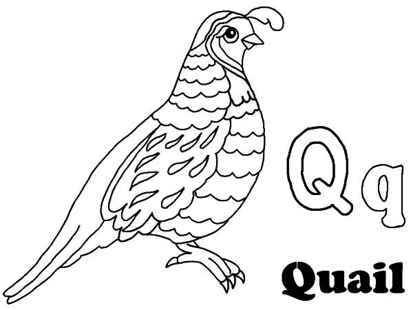 coloring page quail