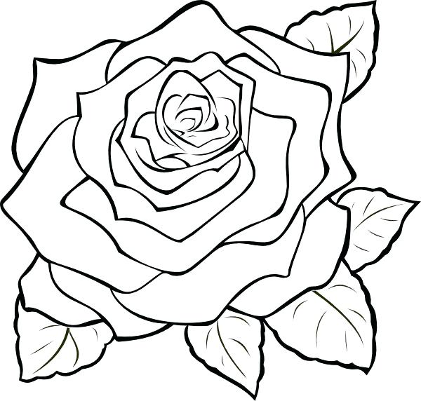 Coloring Page Rose