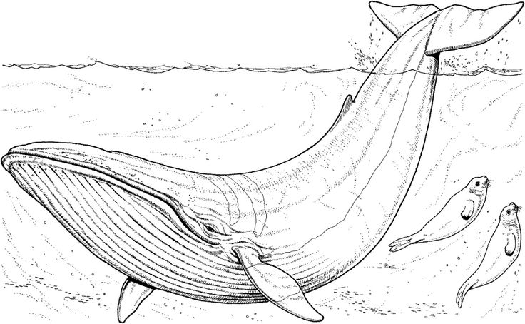 Coloring Page Whale