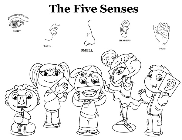 Coloring Pages 5 Senses