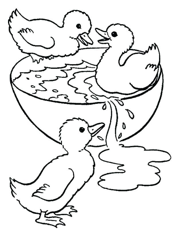 coloring pages baby duck in the water