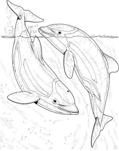 Coloring Pages for Dolphins