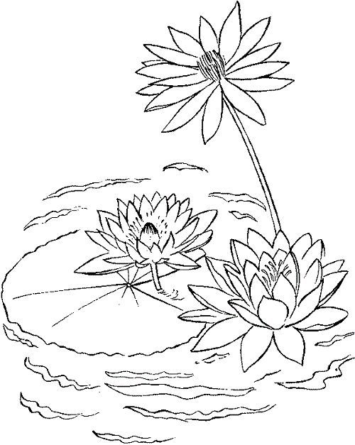 coloring pages for water lily plants