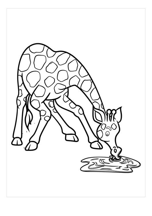 coloring pages giraffes drinking water