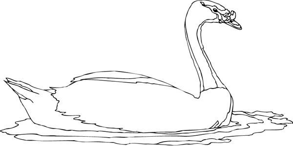 coloring pages goose swimming in water