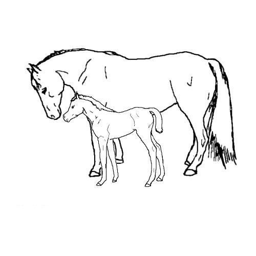 coloring pages horse and foal