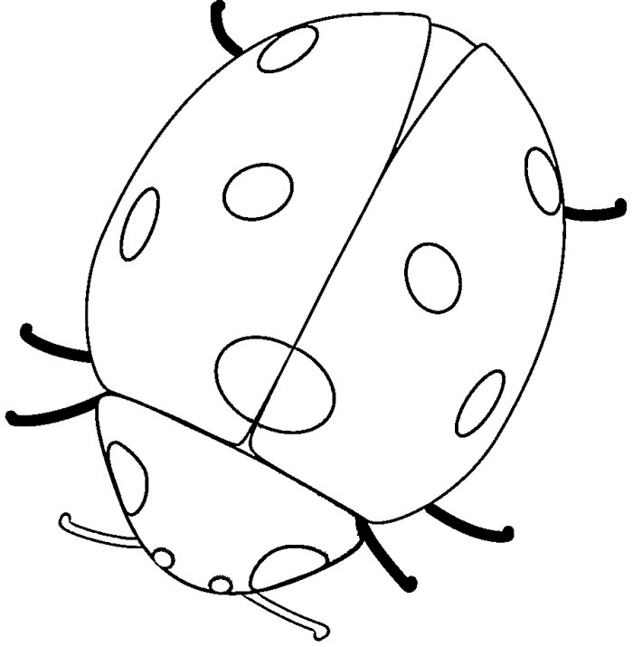 coloring pages ladybug