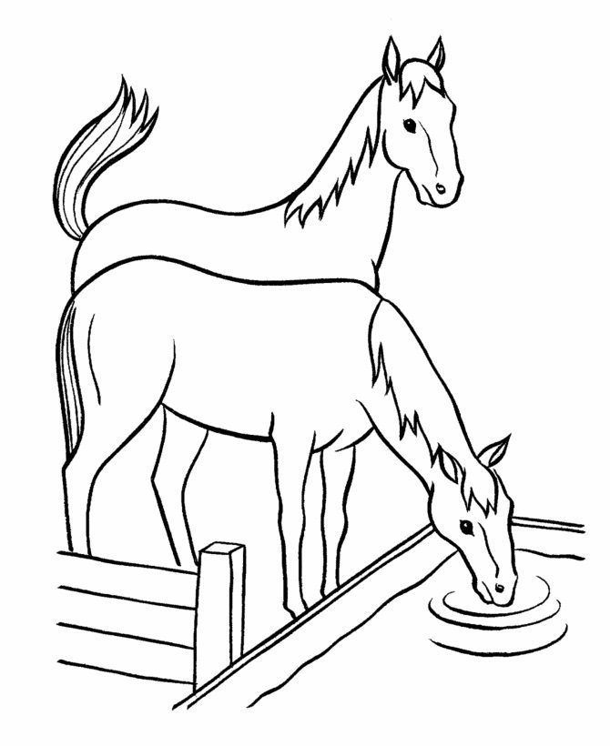 coloring pages of a horse drinking water