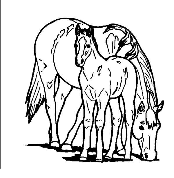 coloring pages of a horse of a new born baby