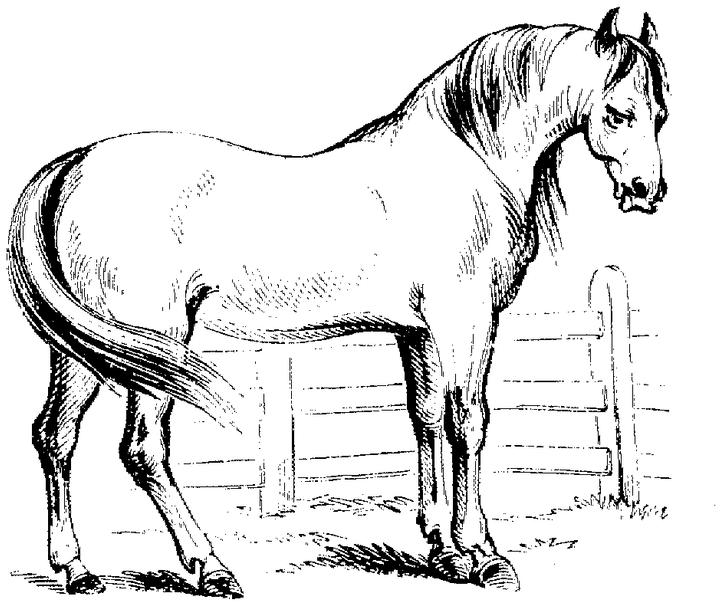 coloring pages of horse colts