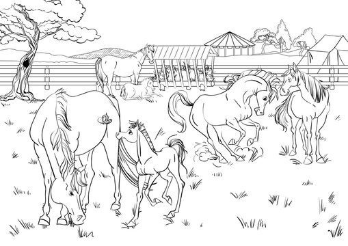 coloring pages of horse families