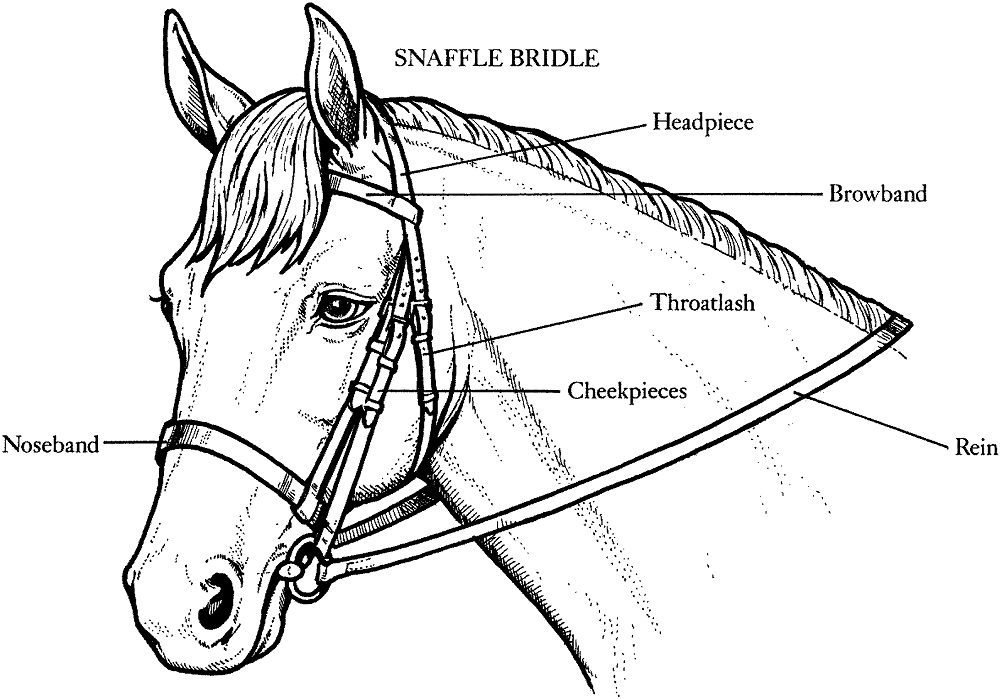 coloring pages of horse safety