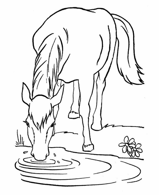 coloring pages of horses with water detales