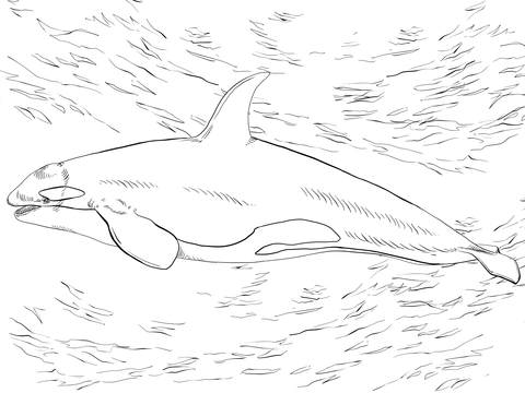 coloring pages of killer whales under water
