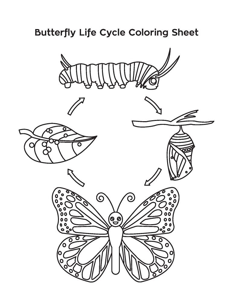 coloring pages of life cycle of the butterfly