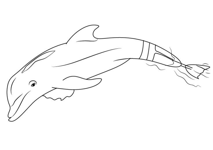 coloring-pages-of-the-dolphin-named-winter-without-a-tail