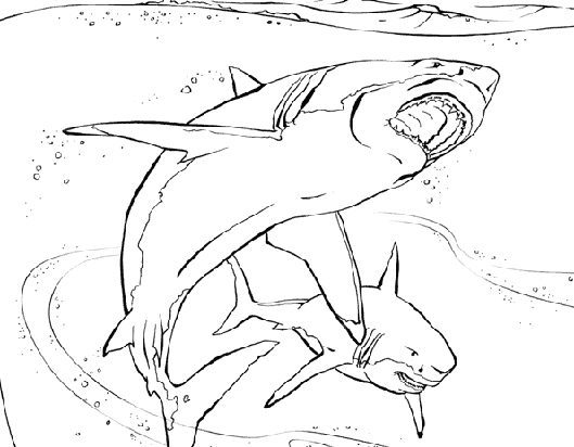 Shark coloring page