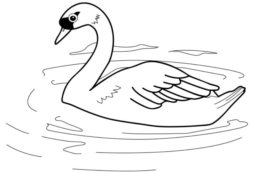 coloring pages swan swimming in water