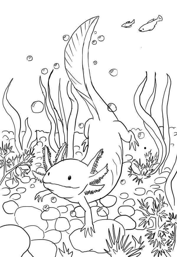 coloring pages water dog, salamander