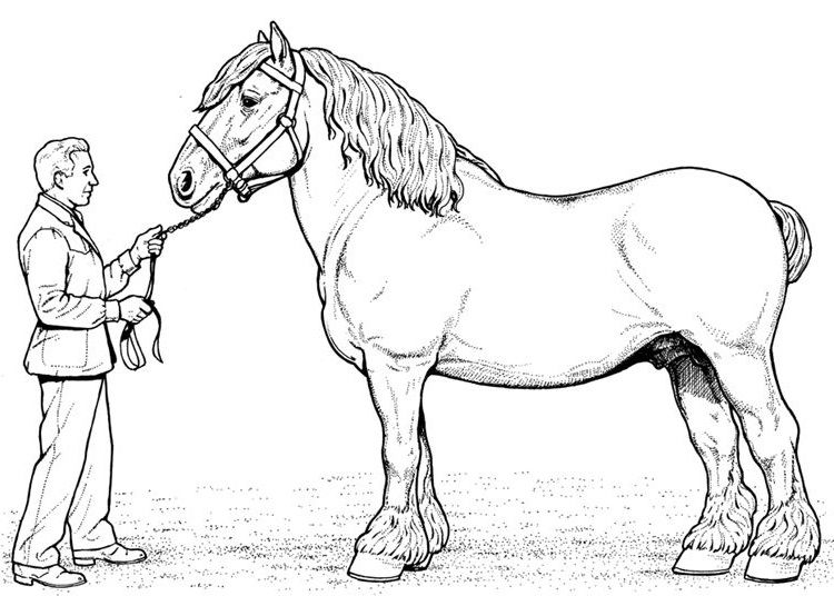 coloring pages with a person with a horse