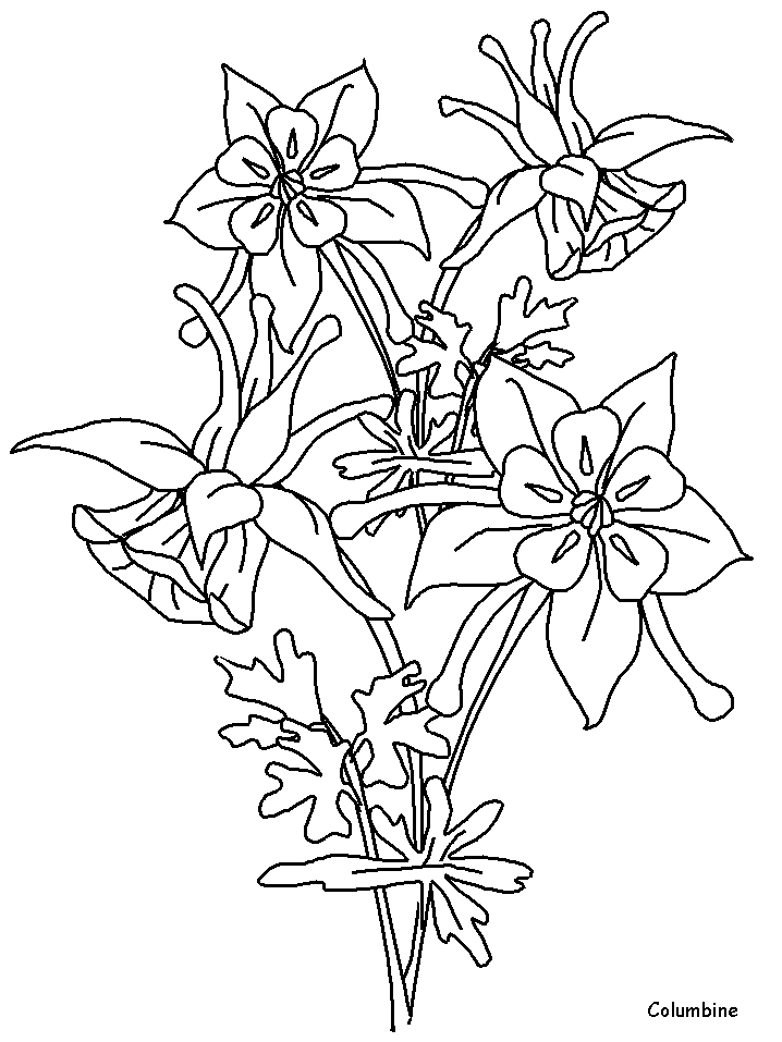 Columbine Flowers Coloring Pages