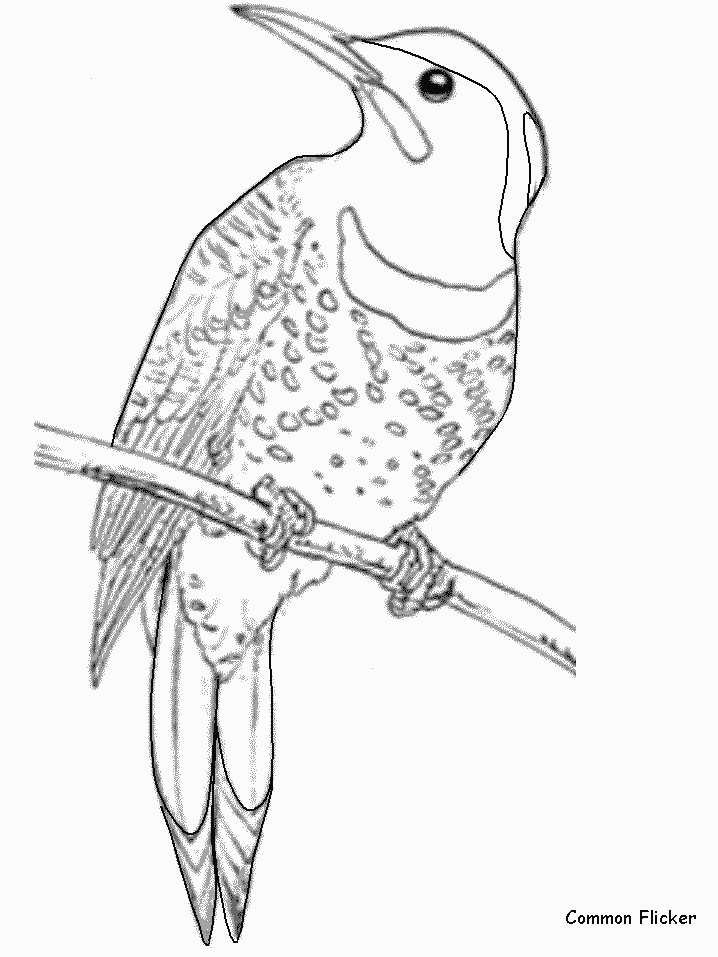 Commonflicker Animals Coloring Pages