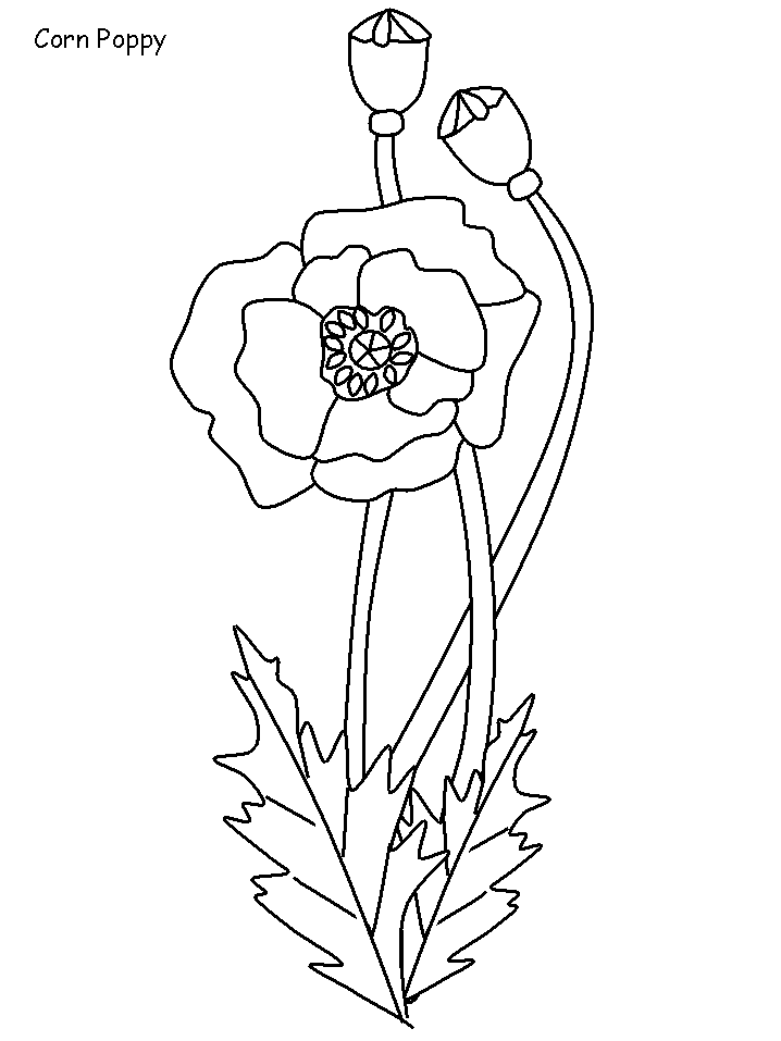 Cornpoppy Flowers Coloring Pages