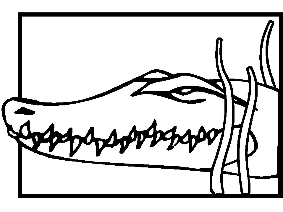 Crocodile Head Coloring Pages