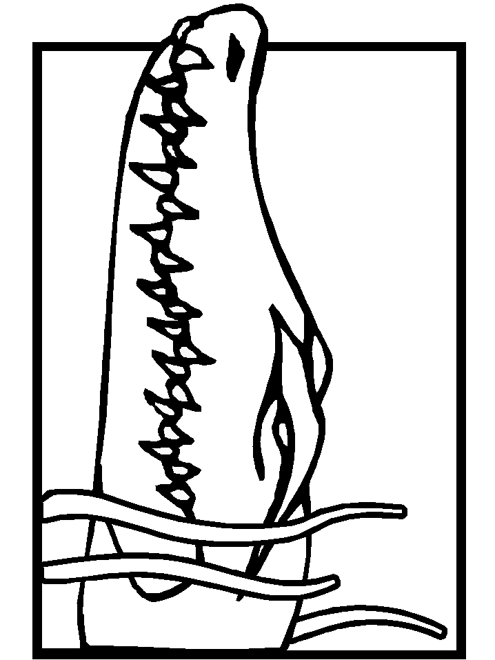 Crocodile3 Animals Coloring Pages