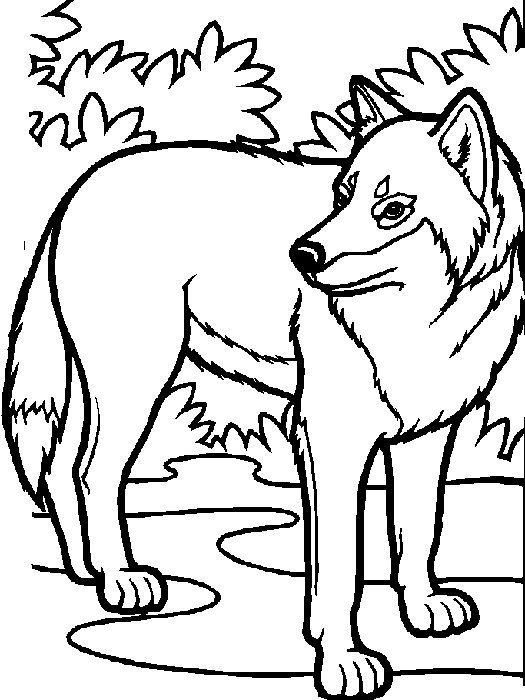 cute horse/wolf coloring pages