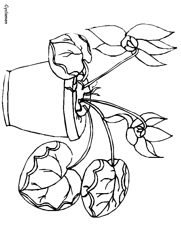 Cyclamen Flowers Coloring Pages