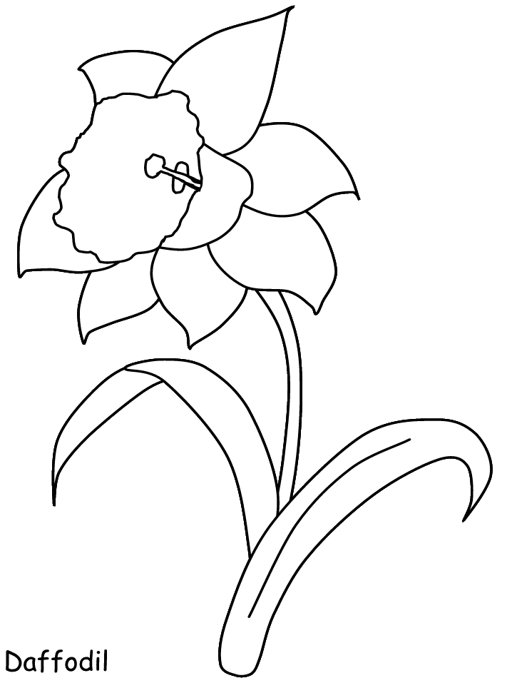 Daffodil Flowers Coloring Pages & Coloring Book