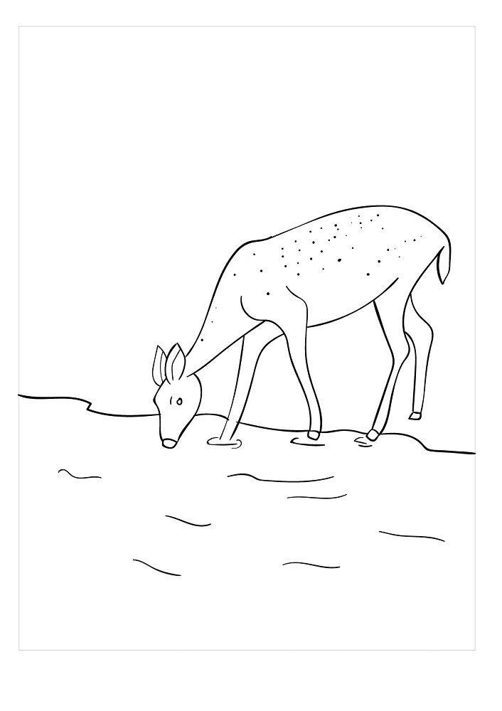 deer drinking water coloring pages