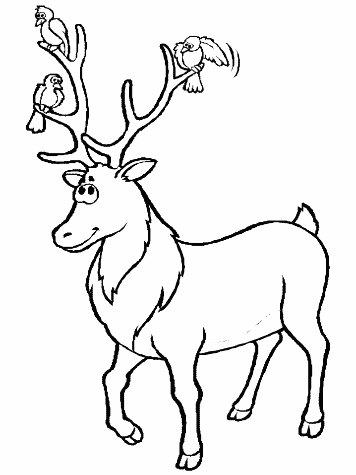 Coloring Page of a Deer