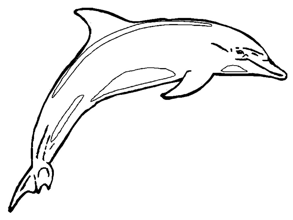 Dolphin Printable Coloring Pages