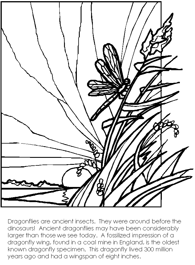 Dragonfly Coloring Page