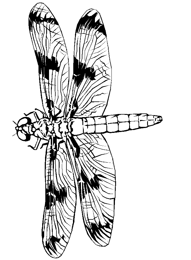 Dragonfly Coloring Pages