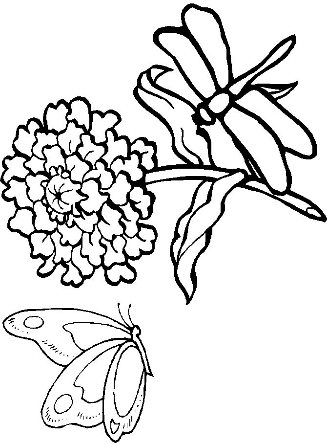 Coloring Pages Dragonfly
