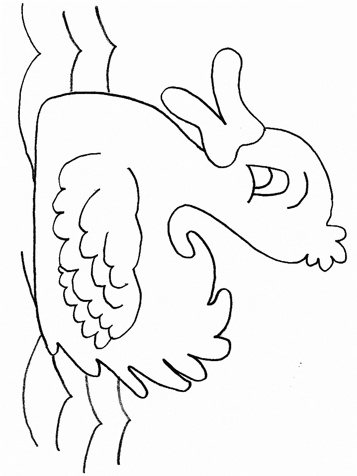 Coloring Pages Duck